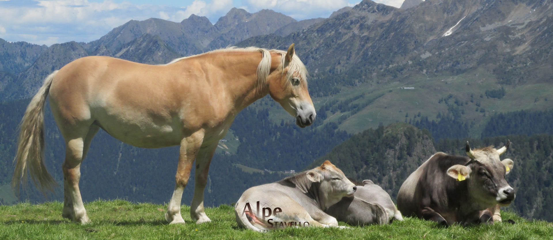 Azienda agricola Alpe Stavello - Pascolo degli animali Valgerola
