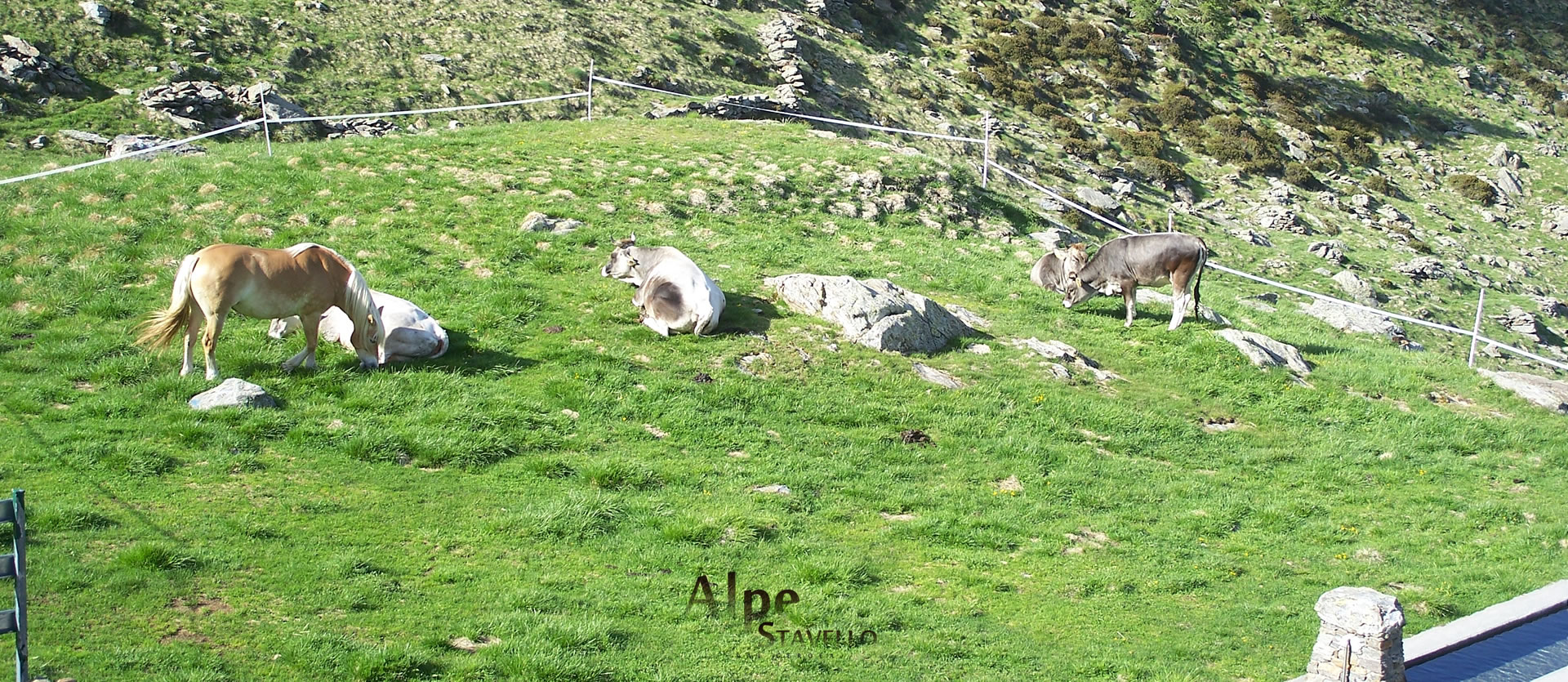 Azienda agricola Alpe Stavello - Pascolo degli animali Valgerola