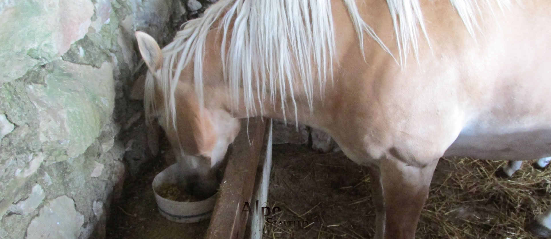 Azienda agricola Alpe Stavello - Pascolo degli animali Valgerola