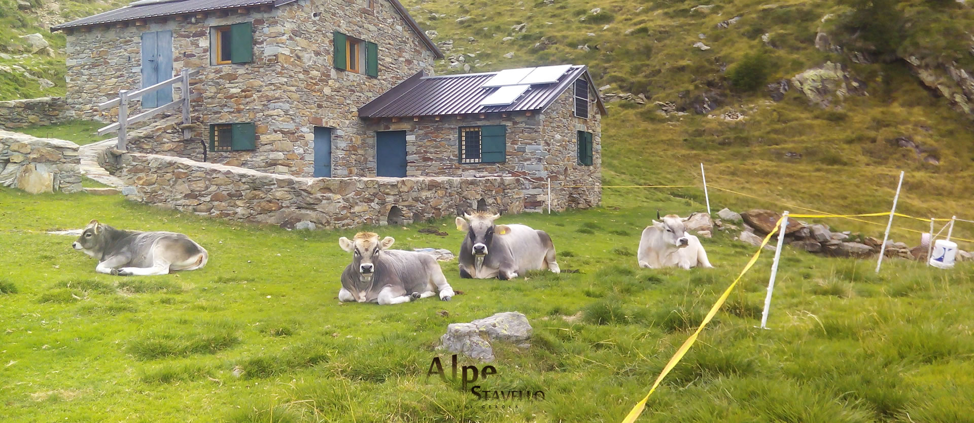 Azienda agricola Alpe Stavello - Pascolo degli animali Valgerola