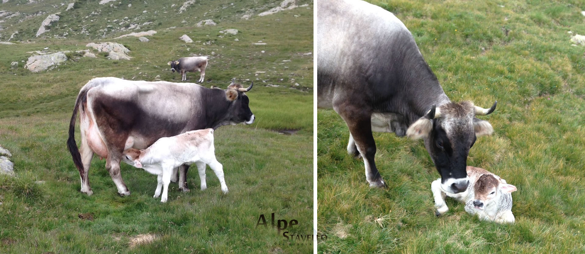 Azienda agricola Alpe Stavello - Pascolo degli animali Valgerola