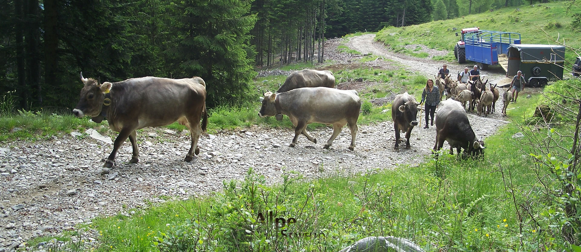 Azienda agricola Alpe Stavello - Pascolo degli animali Valgerola