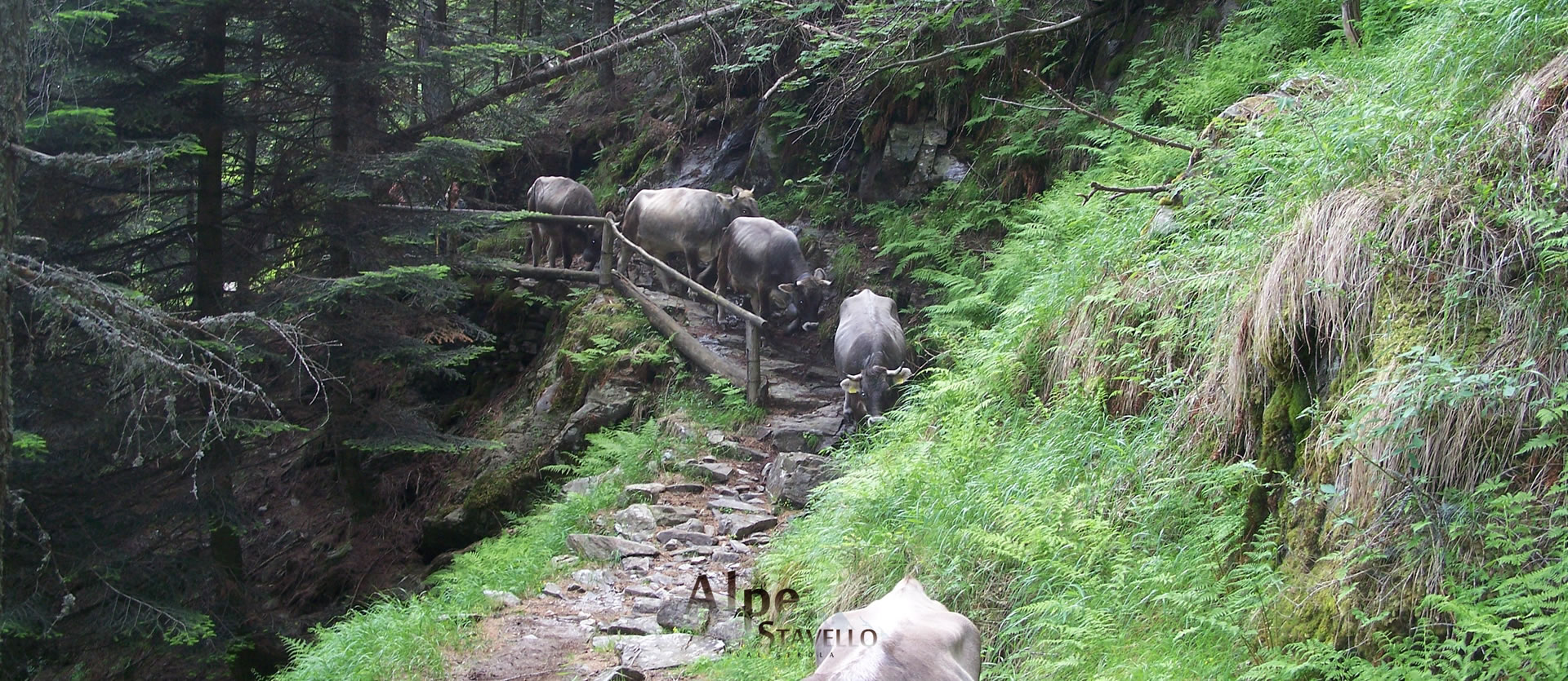 Azienda agricola Alpe Stavello - Pascolo degli animali Valgerola
