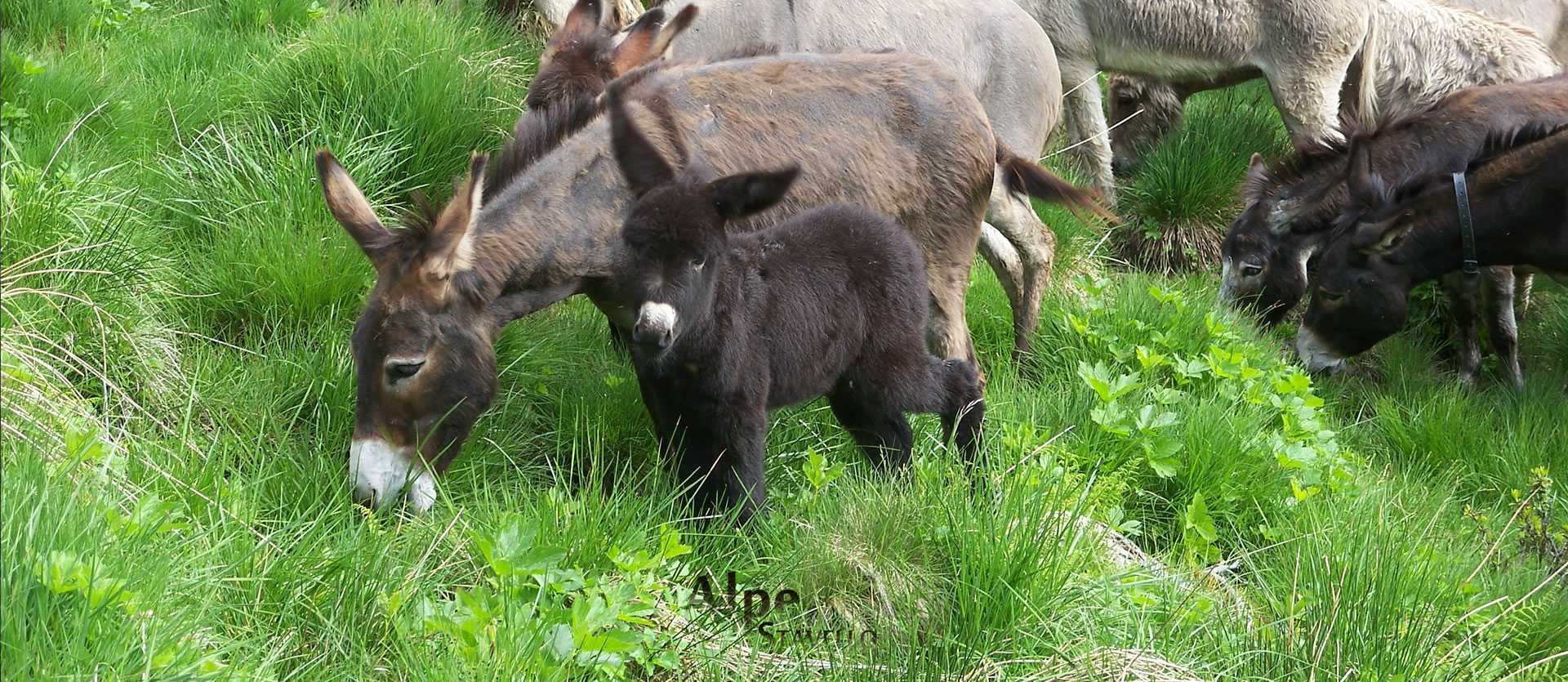 Azienda agricola Alpe Stavello - Pascolo degli animali Valgerola