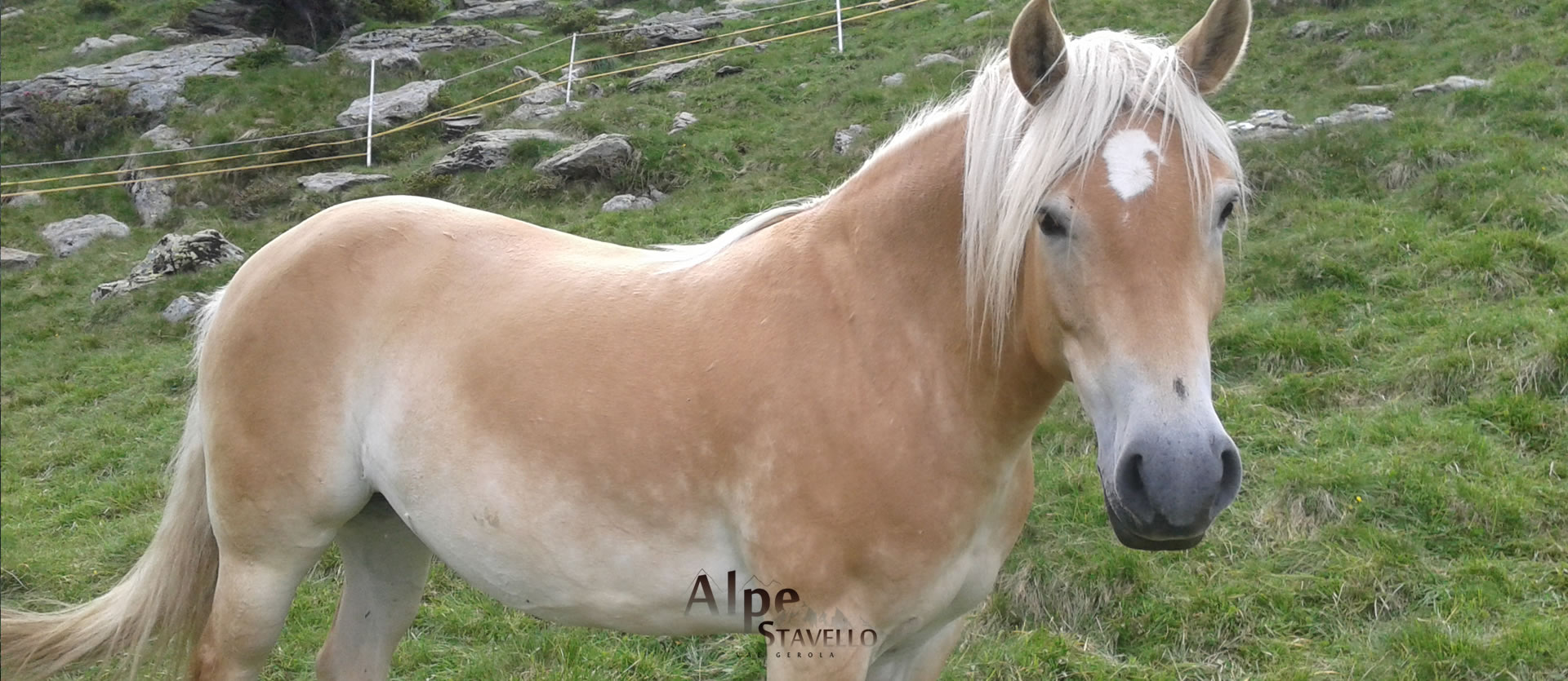 Azienda agricola Alpe Stavello - Pascolo degli animali Valgerola