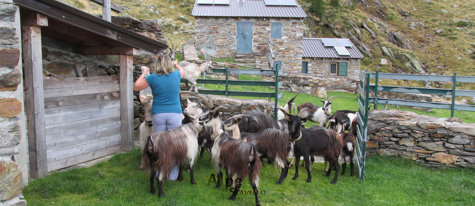 Azienda agricola Alpe Stavello - Pascolo degli animali Valgerola