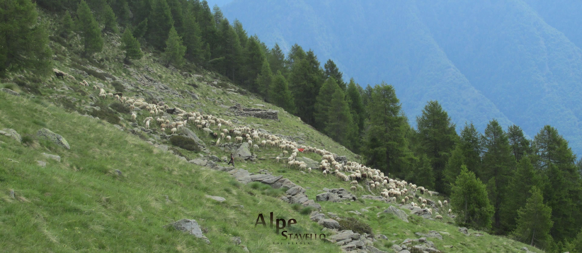 Azienda agricola Alpe Stavello - Pascolo degli animali Valgerola