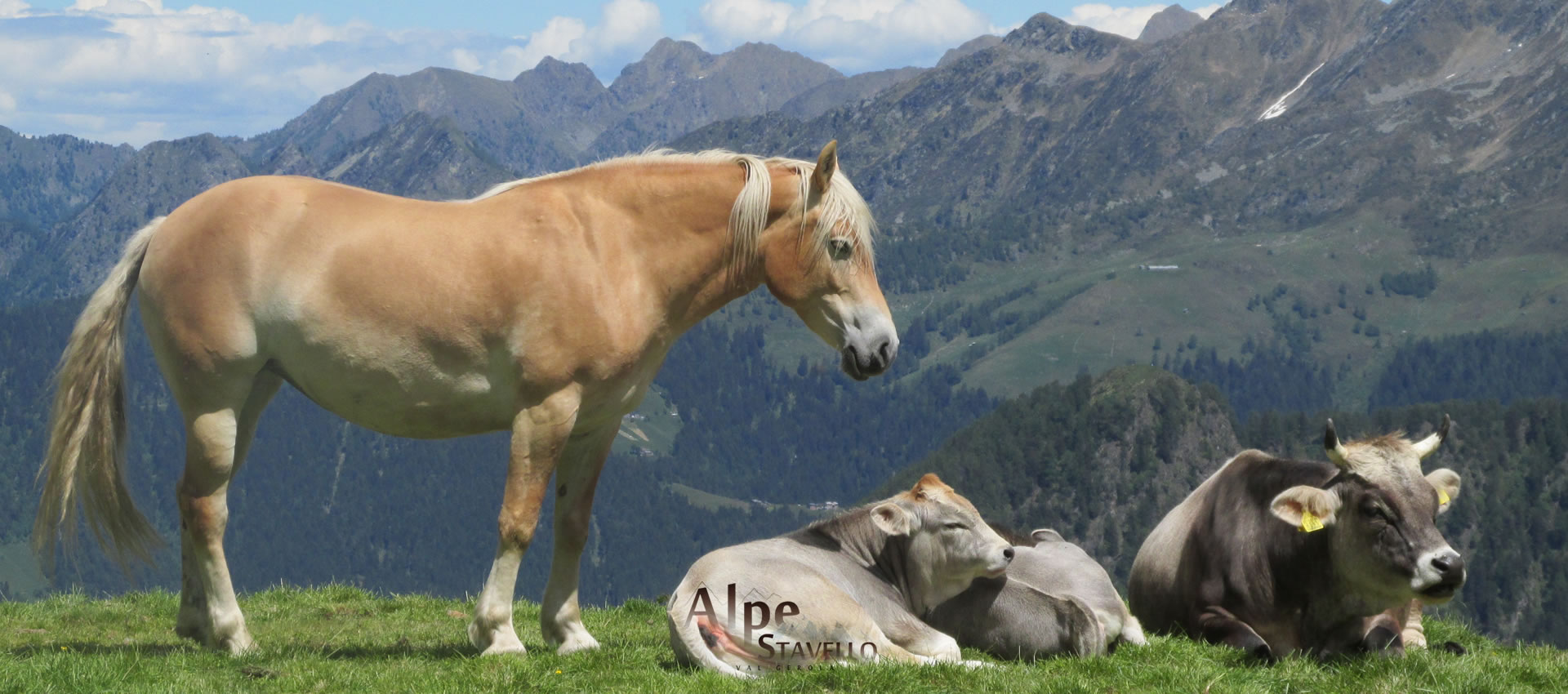 Alpe Stavello - Azienda agricola Alpe Stavello - Rifugio