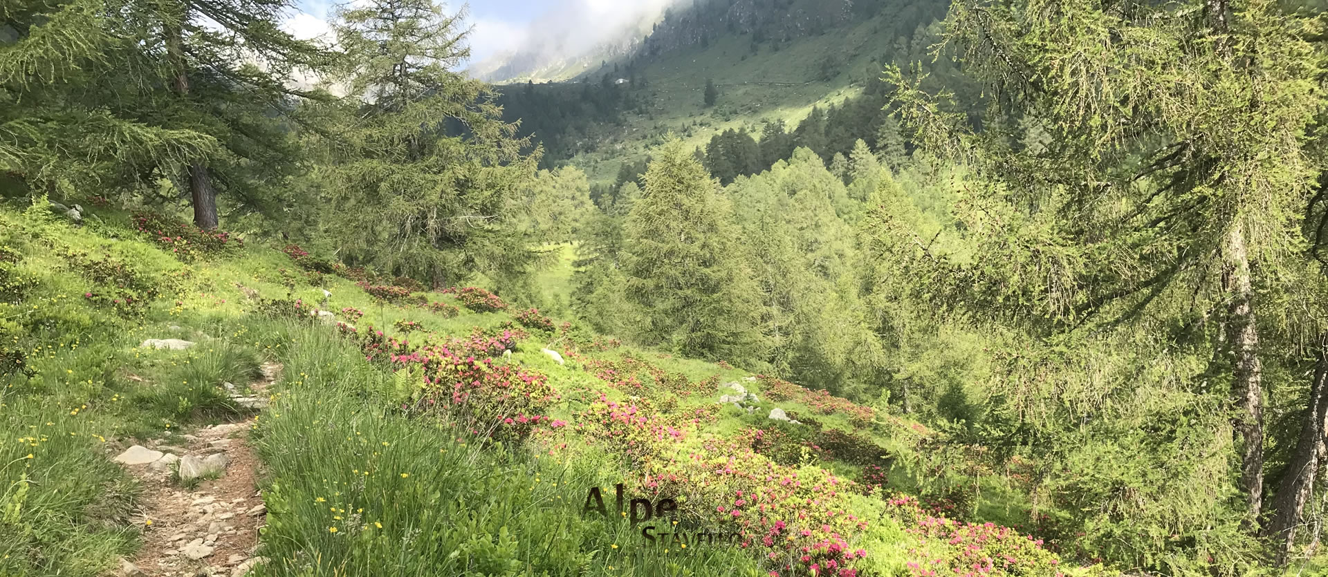 L'alpeggio e il territorio Alpe Stavello - Azienda agricola Alpe Stavello - Rifugio Valgerola