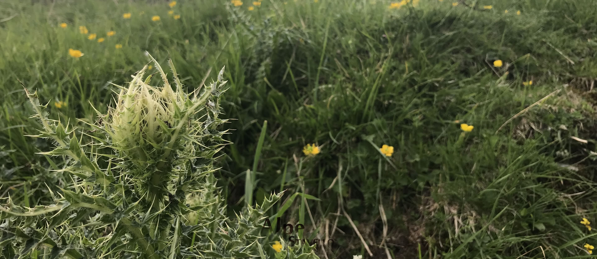 L'alpeggio e il territorio Alpe Stavello - Azienda agricola Alpe Stavello - Rifugio Valgerola