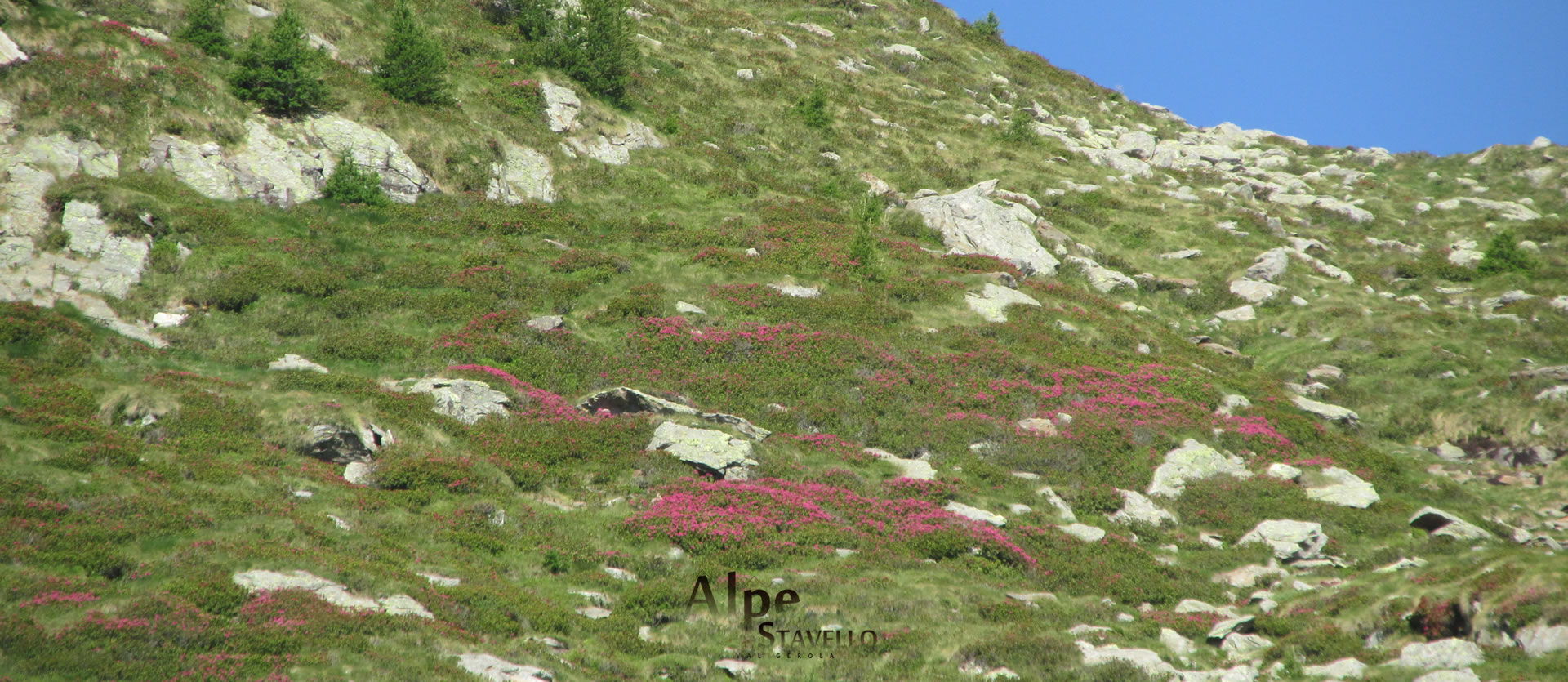 L'alpeggio e il territorio Alpe Stavello - Azienda agricola Alpe Stavello - Rifugio Valgerola